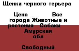 Щенки черного терьера › Цена ­ 35 000 - Все города Животные и растения » Собаки   . Амурская обл.,Свободный г.